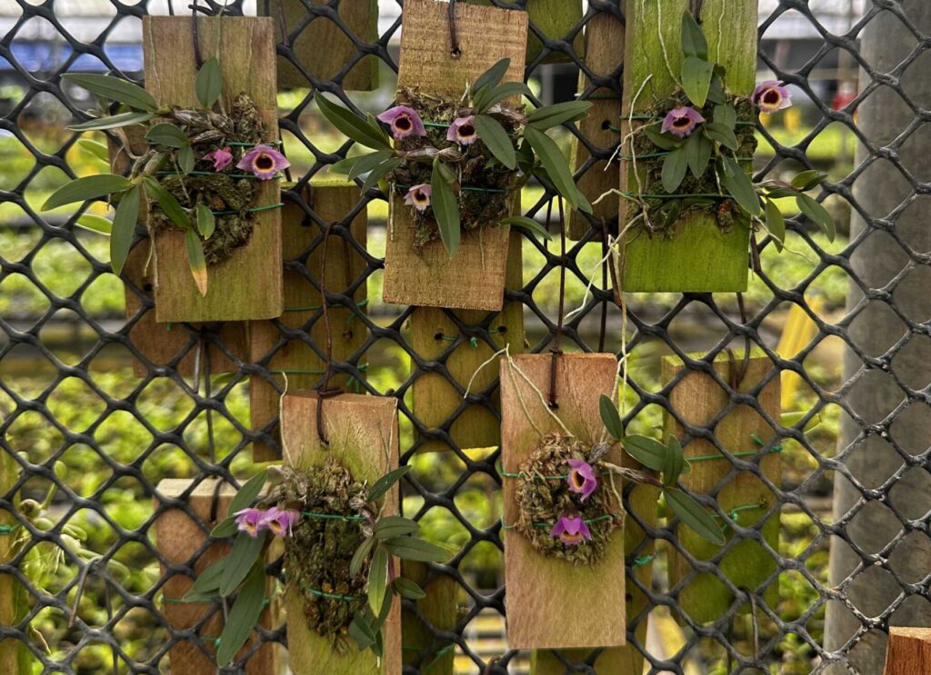 Get to Know Dendrobium fuscifaucium orchid plant for sale