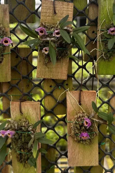 Dendrobium fuscifaucium