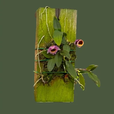 Dendrobium fuscifaucium