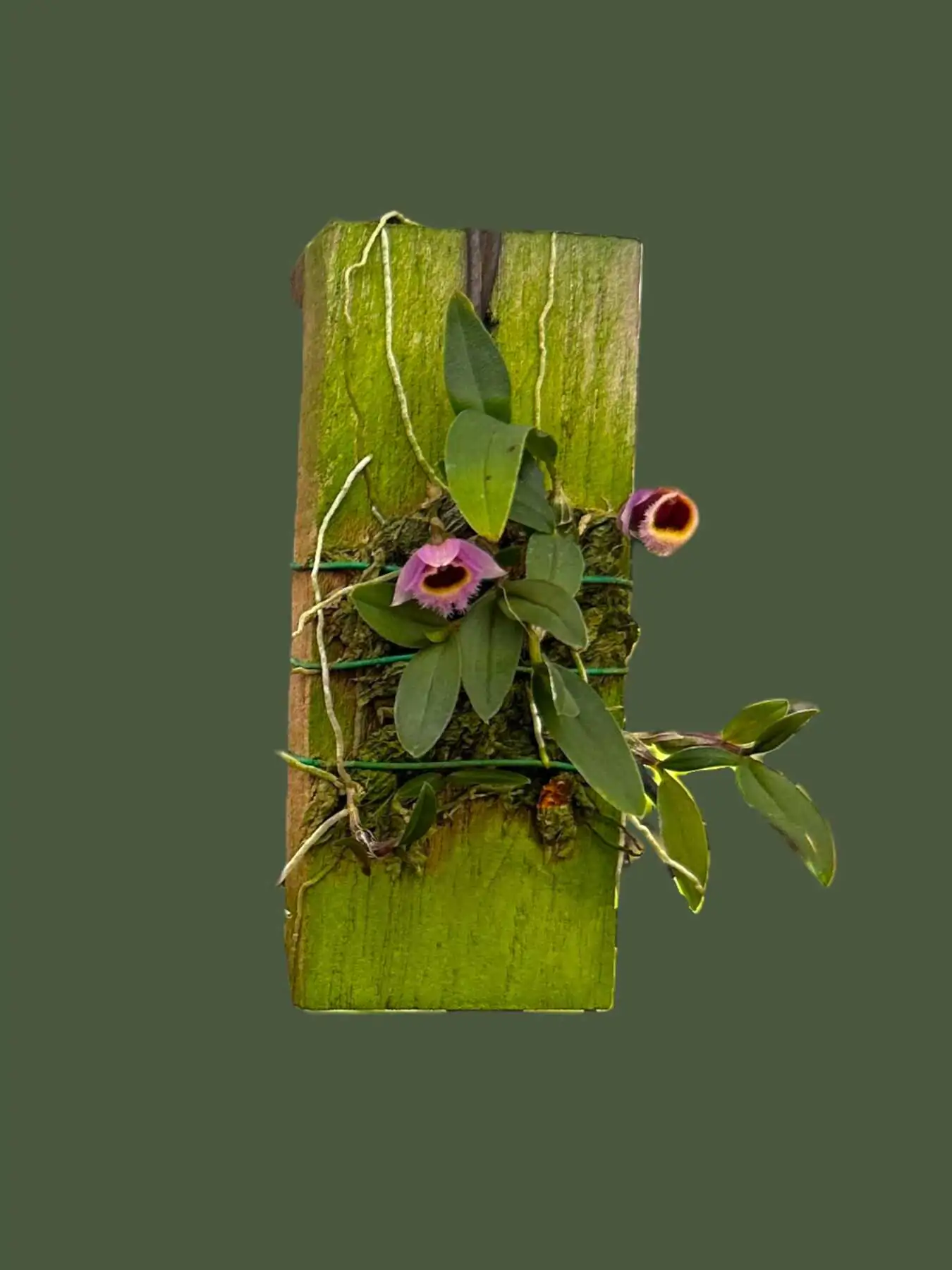 Dendrobium fuscifaucium