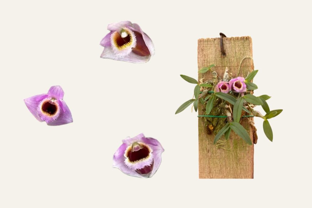 Get to Know Dendrobium fuscifaucium orchid plant for sale