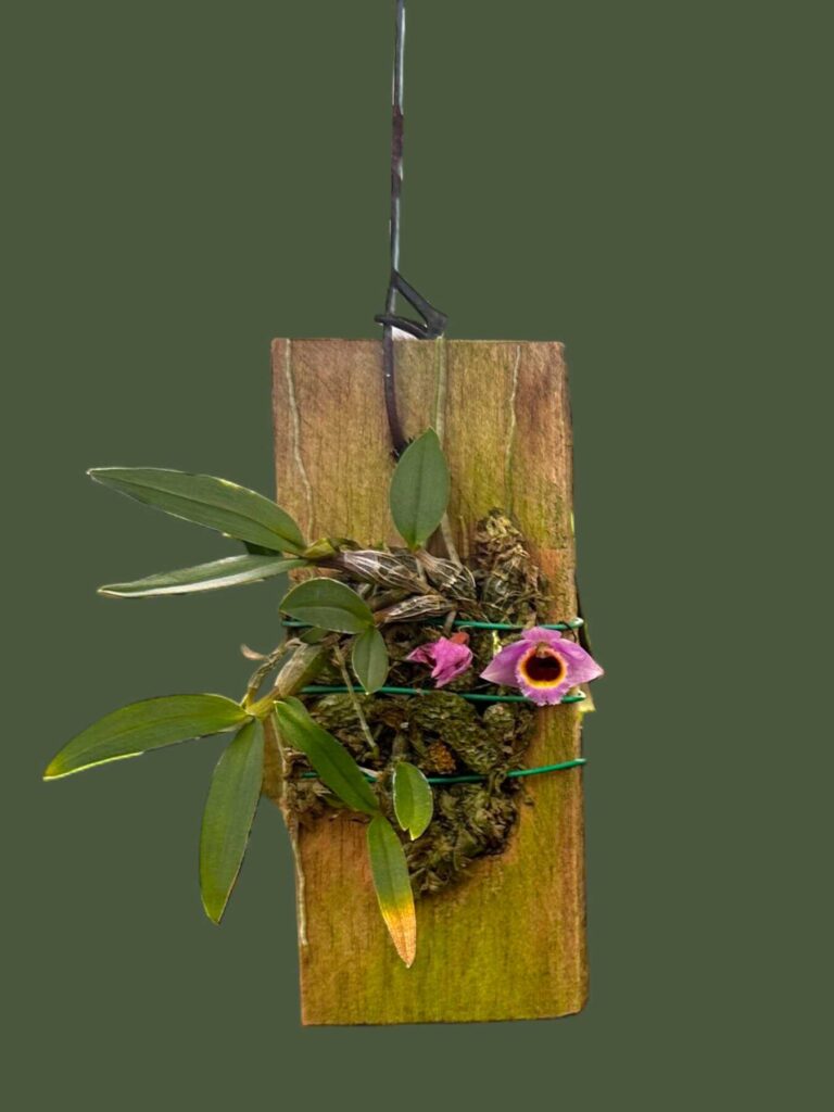 Get to Know Dendrobium fuscifaucium orchid plant for sale