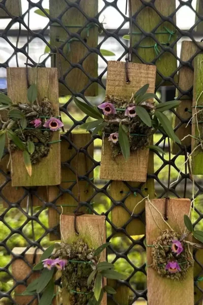 Dendrobium fuscifaucium