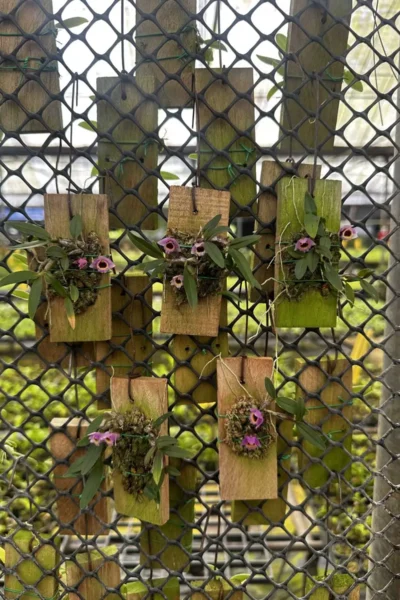 Dendrobium fuscifaucium