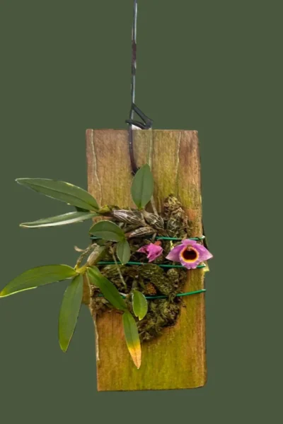 Dendrobium fuscifaucium