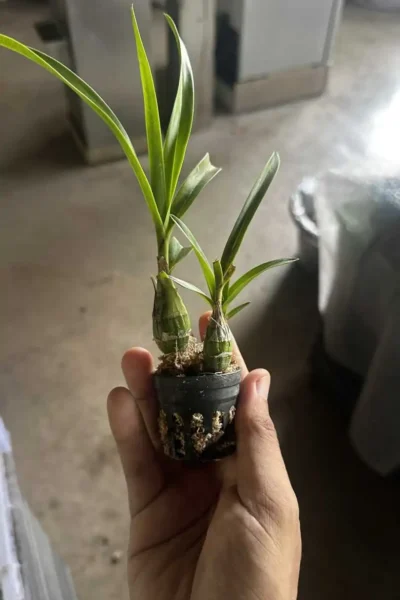 Pseudolaelia vellozicola,