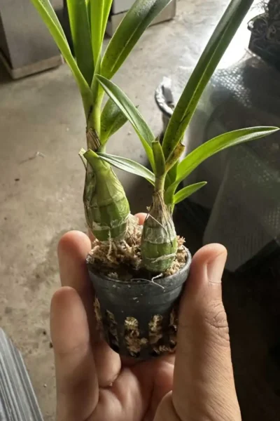 Pseudolaelia vellozicola,