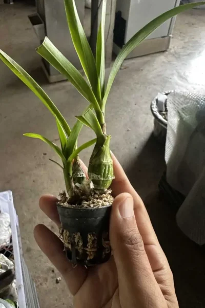 Pseudolaelia vellozicola,