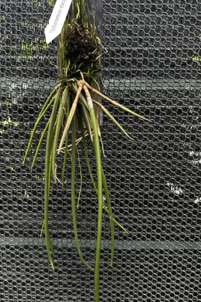 oncidium trichocentrum stacyi