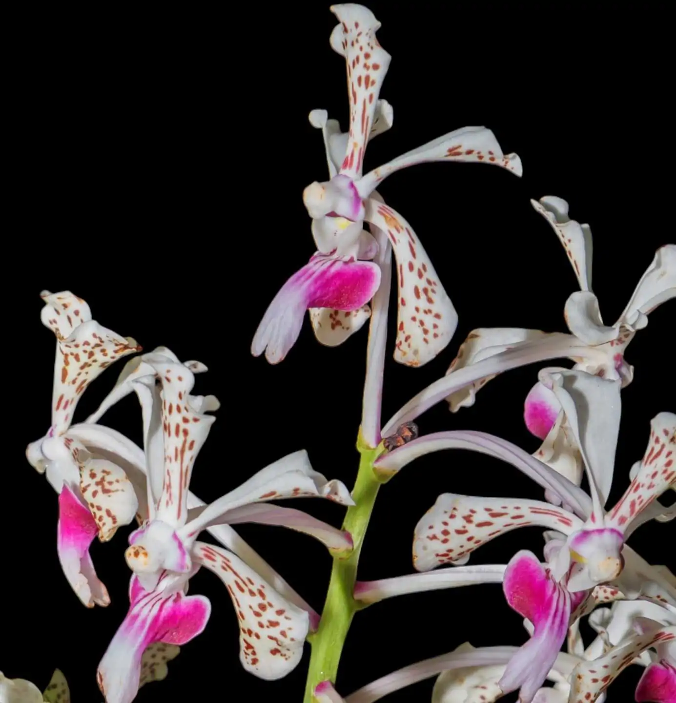 Vanda tricolor – Buy Online | Sib Orchid Vanda tricolor