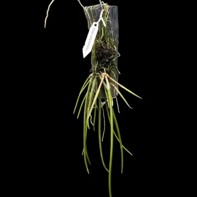 Trichocentrum stacyi