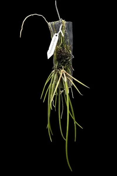 oncidium trichocentrum stacyi