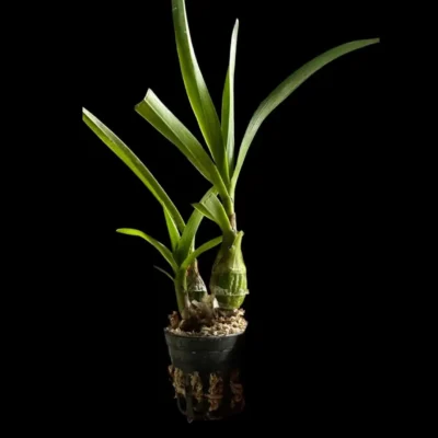 Pseudolaelia vellozicola