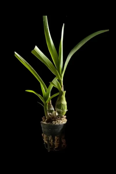 Pseudolaelia vellozicola