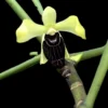 Luisia thailandica – Buy Online | Sib Orchid Luisia thailandica orchid plant for sale
