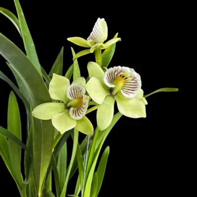 Prosthechea radiata (Encyclia radiata)