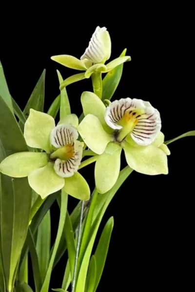 encyclia radiata