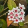 Hoya caudata var.sumatra – Buy Online | Sib Orchid Hoya caudata var.sumatra