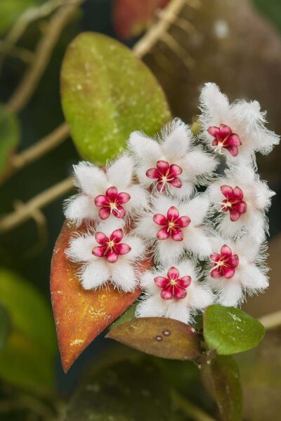 Hoya Species Hoya Caudata Var.sumatra | For Sale