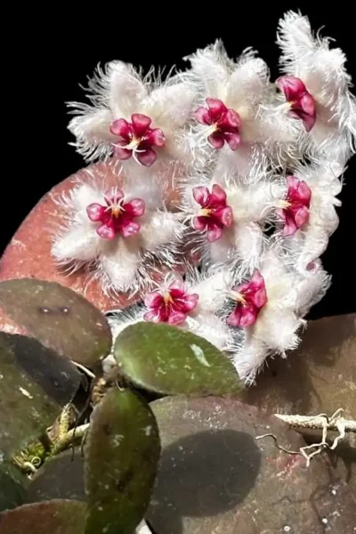 Hoya caudata var.sumatra