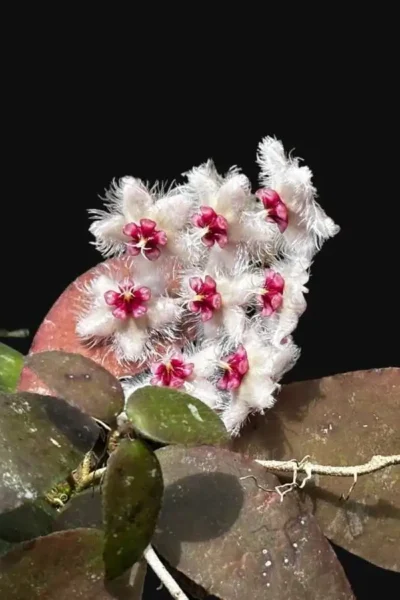 Hoya caudata var.sumatra