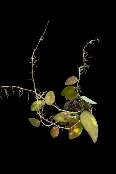 Hoya caudata var.sumatra