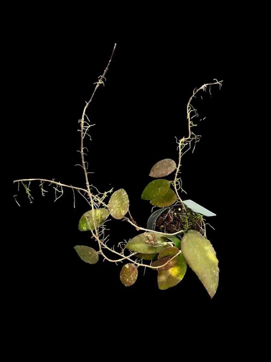 Hoya caudata var.sumatra – Buy Online | Sib Orchid Hoya caudata var.sumatra