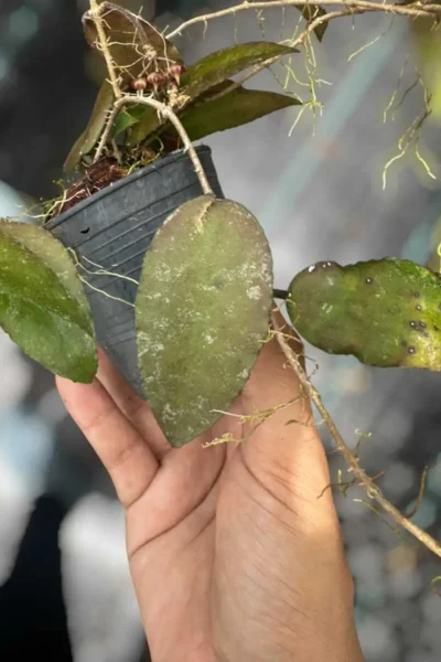 Hoya caudata var.sumatra