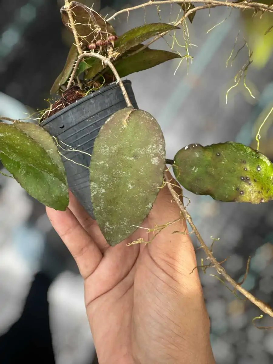 Hoya caudata var.sumatra – Buy Online | Sib Orchid Hoya caudata var.sumatra