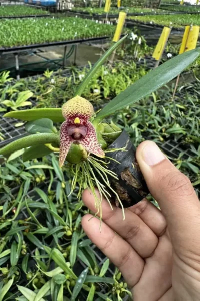 bulbophyllum disciflorum