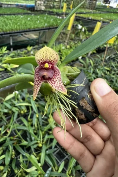 bulbophyllum disciflorum