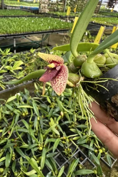 bulbophyllum disciflorum