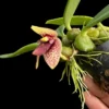 bulbophyllum disciflorum