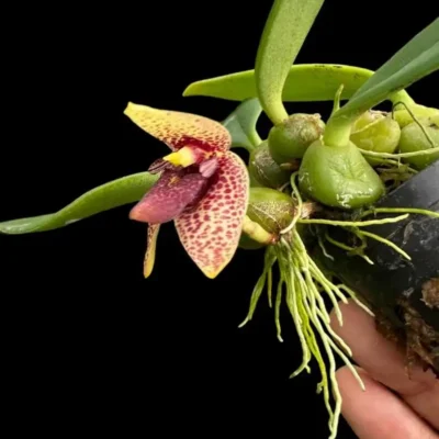 Bulbophyllum disciflorum - Trias disciflora (Small Size)
