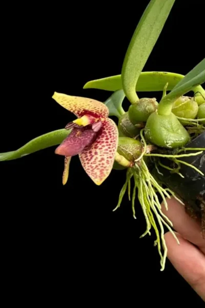 bulbophyllum disciflorum