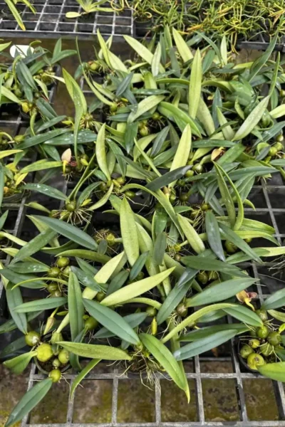 bulbophyllum disciflorum