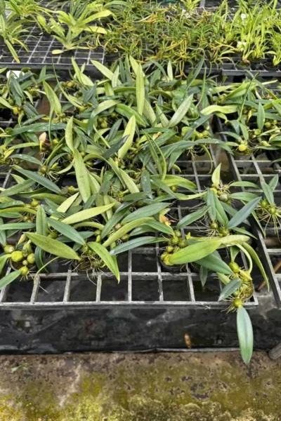 bulbophyllum disciflorum