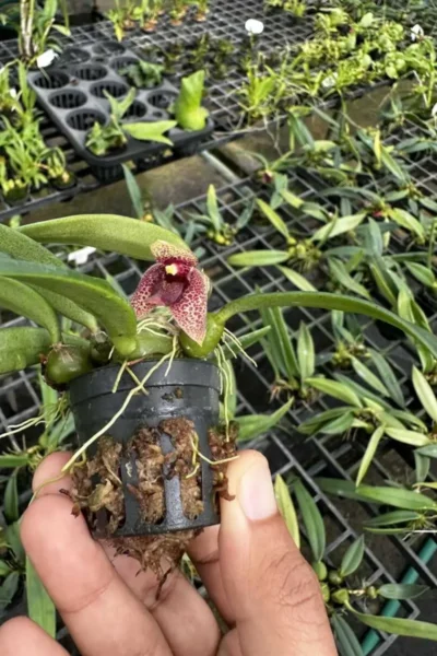 bulbophyllum disciflorum