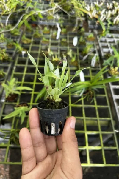 Thunia bensoniae orchid