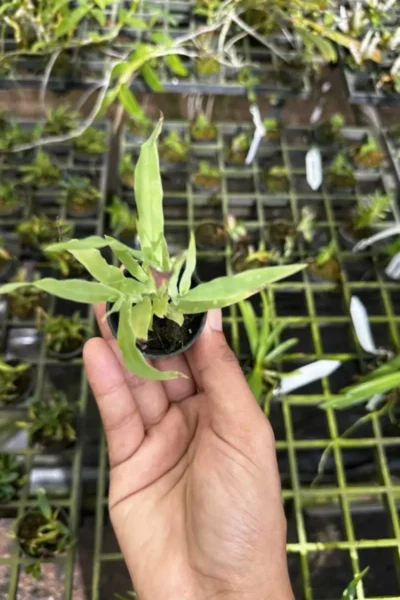 Thunia bensoniae Seeding