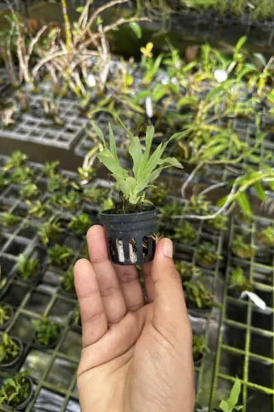 Thunia bensoniae Seeding