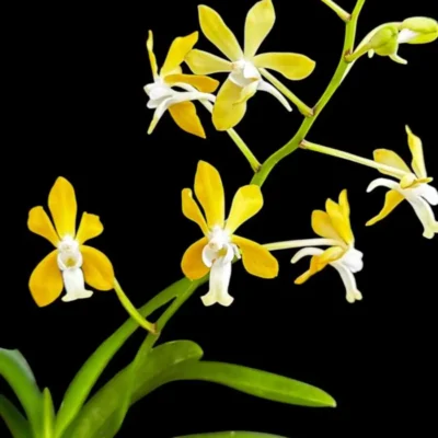 Vanda falcata x vanda denisoniana