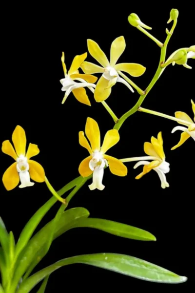 Vanda falcata x vanda denisoniana