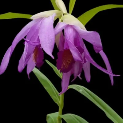 Thunia bensoniae (Seeding)