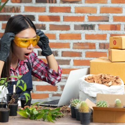 Buy Live Orchids Online: Care Tips After Delivery – Buy Online | Sib Orchid Buy Live Orchids Online: Care Tips After Delivery