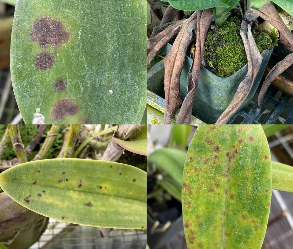 Leaves showing mixed disease damage — good for general overview or disease intro.