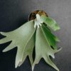 Platycerium willinckii Yellow Moon × Cloud Series sporeling – rare hybrid staghorn fern