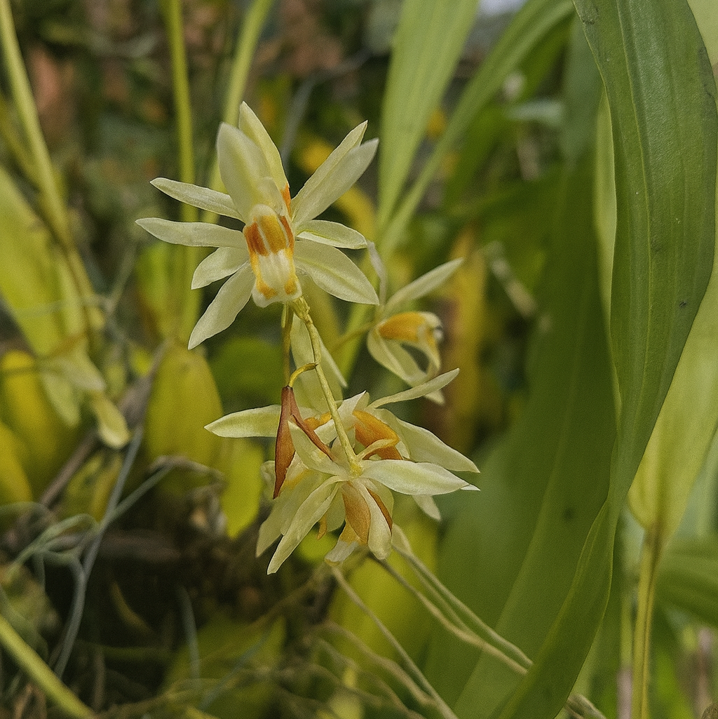 Coelogyne trinervis: The “Three-Nerved” Orchid I'll Never Stop Loving orchid plant for sale