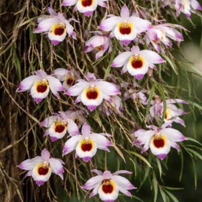 Dendrobium falconeri