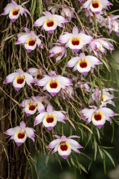 Dendrobium falconeri
